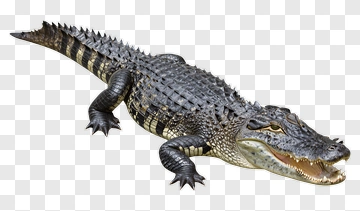 Alligator With Open Mouth PNG