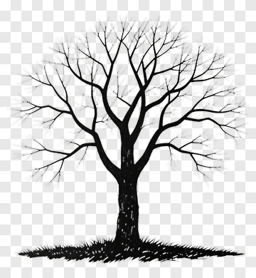 Silhouette Of A Bare Tree PNG