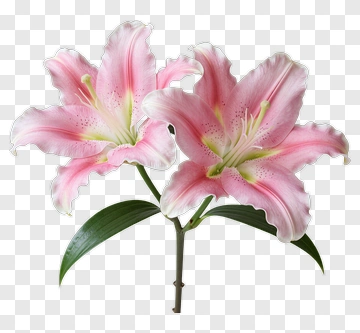 Pink Lily With Green Leaves PNG