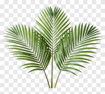 Palm Leaf PNG