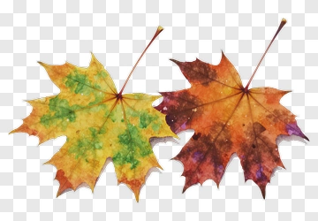 Two Maple Leaves In Watercolor PNG