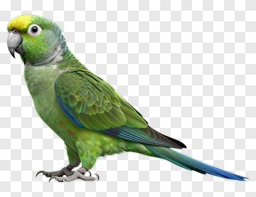 Green Parrot With Blue Tail PNG