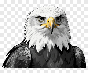 Bald Eagle Portrait PNG