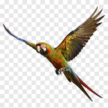 Colorful Parrot In Flight PNG