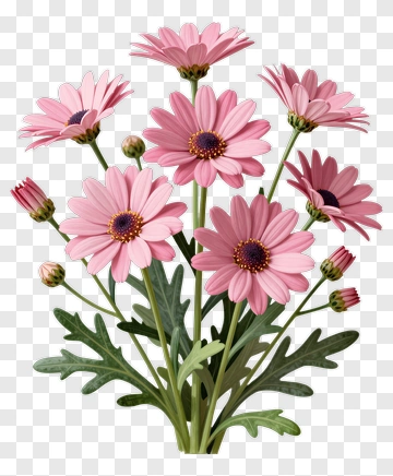 Pink Daisy Flower With Green Leaves PNG
