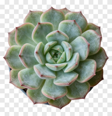 Succulent Plant With Pink Edges PNG