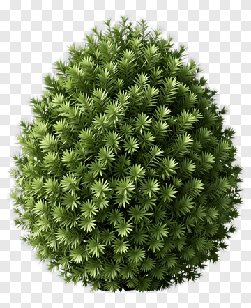 Pine Bush Shaped Like An Egg PNG