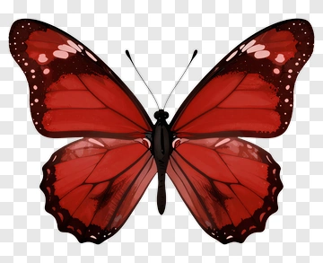 Red Butterfly With Black Wings PNG