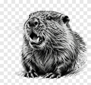 Beaver With Open Mouth PNG