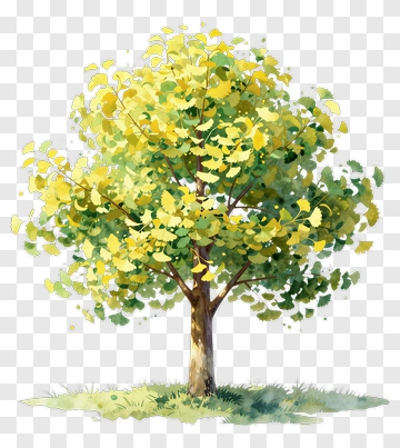 Autumn Ginkgo Tree With Yellow Leaves PNG