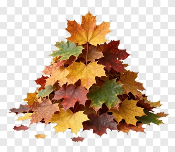 Stack Of Autumn Maple Leaves PNG