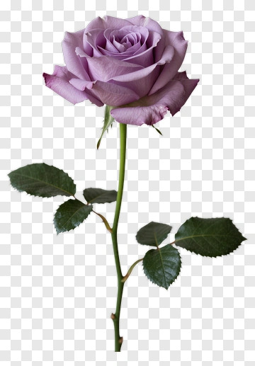 Purple Rose With Stem And Leaves PNG