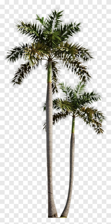 Two Palm Trees Standing Together PNG