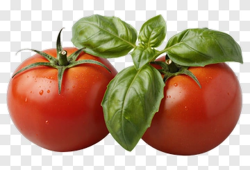 Fresh Tomato And Basil PNG