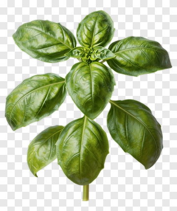 Fresh Basil Plant PNG