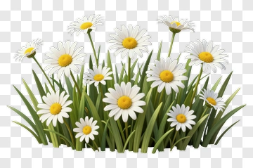 White Daisy Flowers With Green Grass PNG