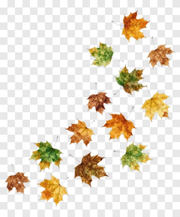 Falling Maple Leaves In Autumn PNG