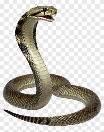 Cobra With Open Mouth PNG