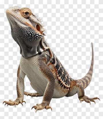 Bearded Dragon Portrait PNG