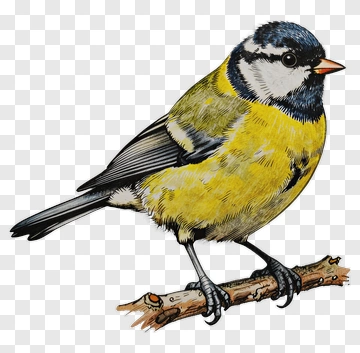 Blue Tit Perched On A Branch PNG