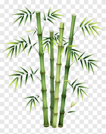 Bamboo PNG