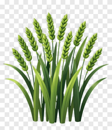 Cluster Of Green Wheat PNG