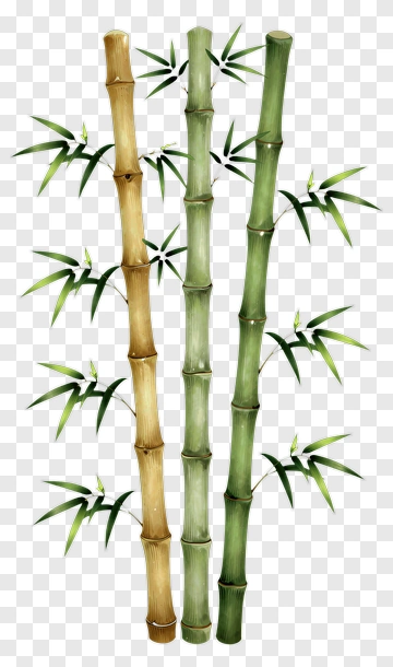 Three Bamboo Stalks With Leaves PNG