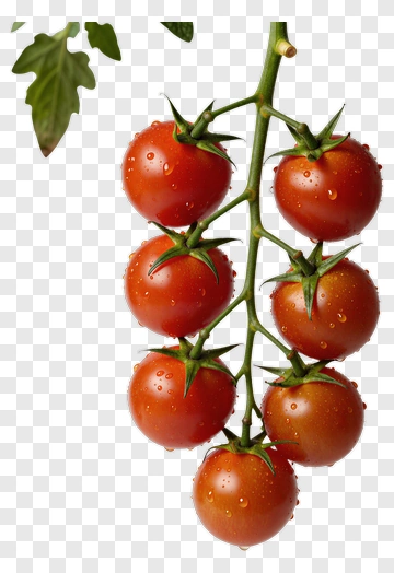 Cherry Tomatoes On Vine PNG