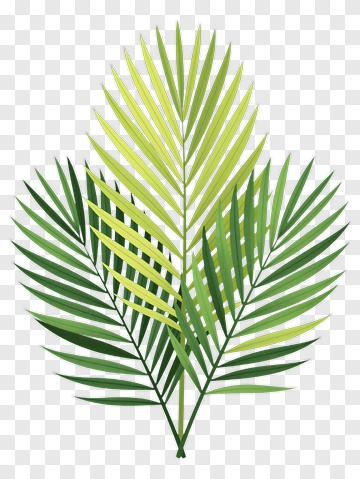 Palm Leaf Illustration PNG