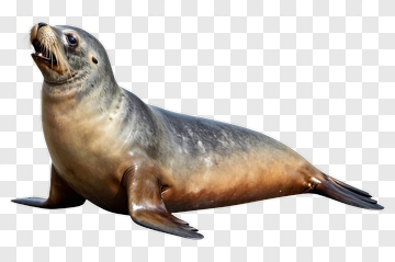 Sea Lion PNG