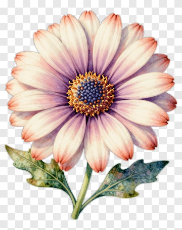 Watercolor Gerbera Daisy With Leaves PNG