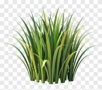 Cluster Of Grass PNG