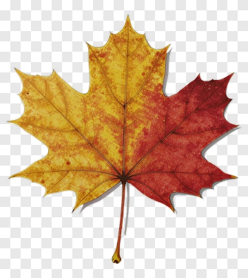 Maple Leaf With Yellow And Red PNG