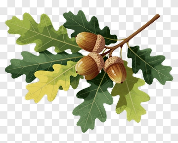 Oak Leaf And Acorn Branch PNG