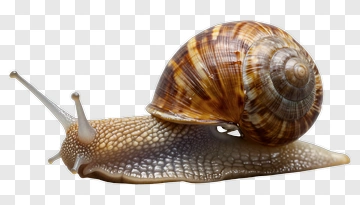 Snail With Detailed Shell And Body PNG