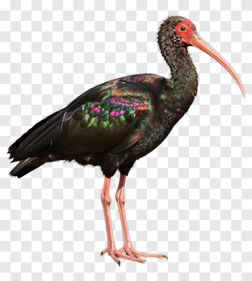 Ibis Bird Standing On Rock PNG