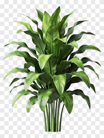 Leafy Green Plant PNG