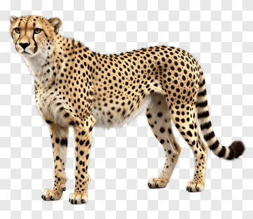 Cheetah PNG