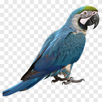 Blue-and-green Macaw PNG