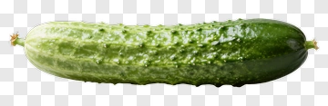 Fresh Cucumber With Green Skin PNG