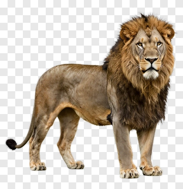 Male Lion Standing PNG