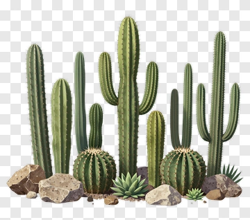 Cactus And Succulent Arrangement PNG