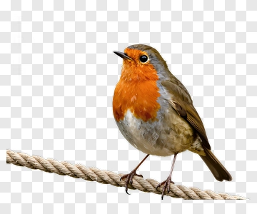 European Robin Perched On Rope PNG