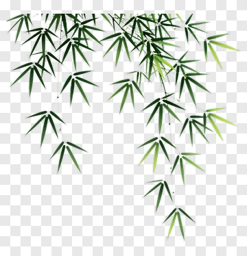 Bamboo Leaf Branch PNG