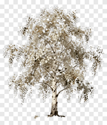 Watercolor Birch Tree With Hanging Branches PNG