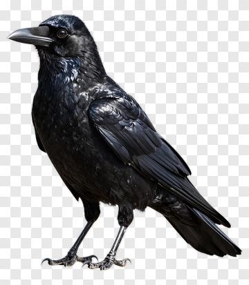 Black Crow PNG