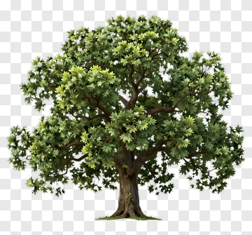 Detailed Tree With Full Canopy PNG