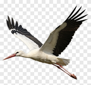 Flying Stork PNG
