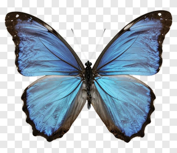 Blue Morpho Butterfly PNG
