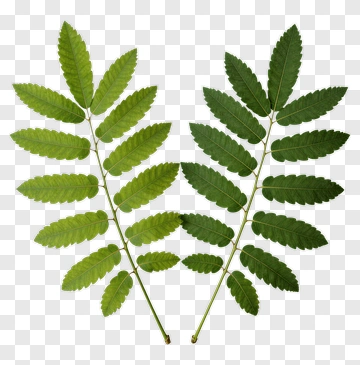 Green Leaf Foliage PNG